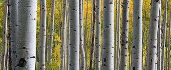 white birch bark.jpg